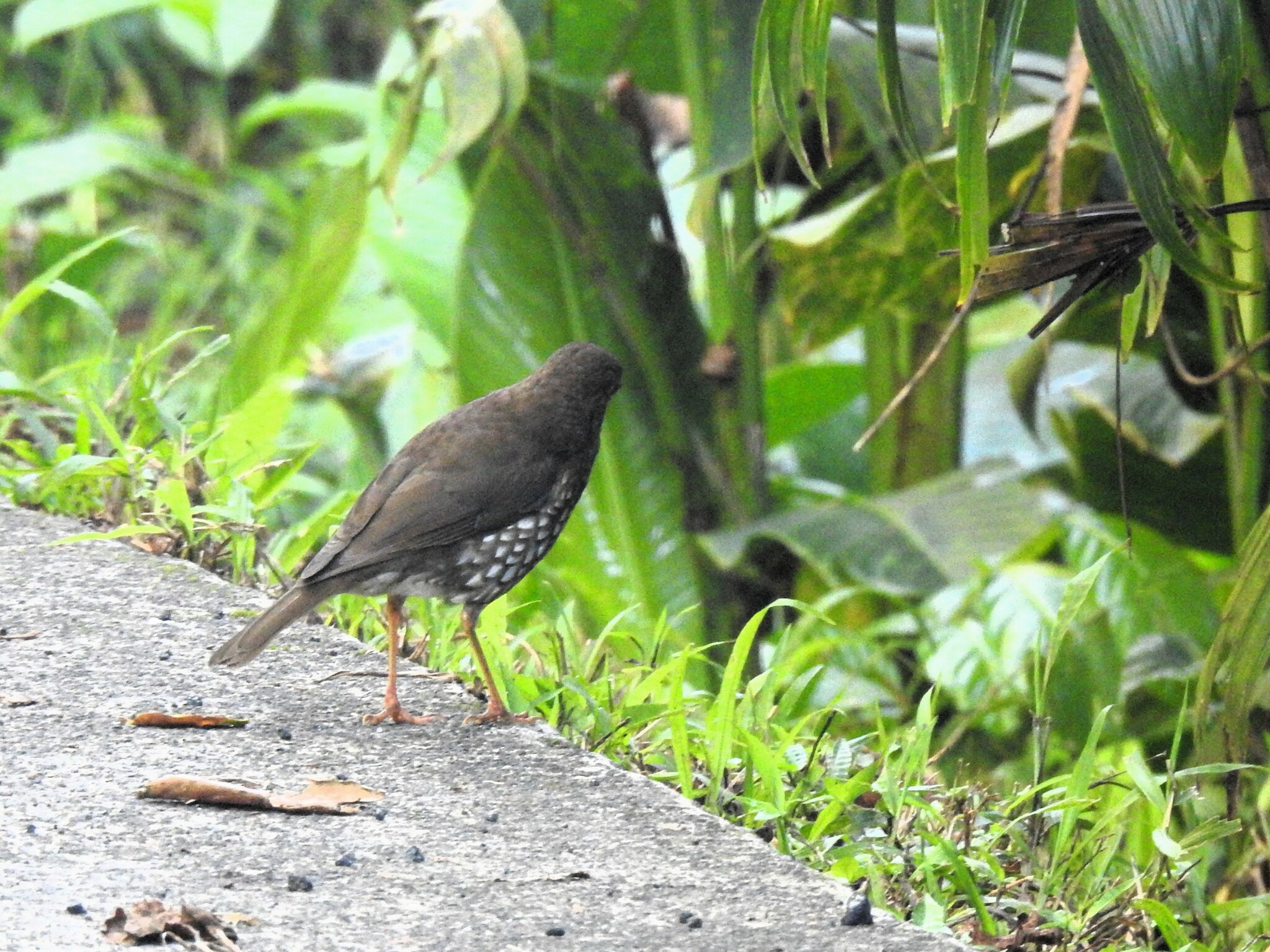 Forest Thrush (Turdus lherminieri), photo 3