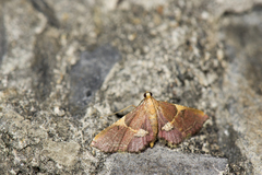 Endotricha metacuralis