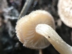 Trichocybe