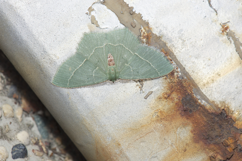 Chlorissa distinctaria