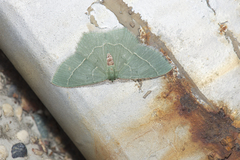 Chlorissa distinctaria