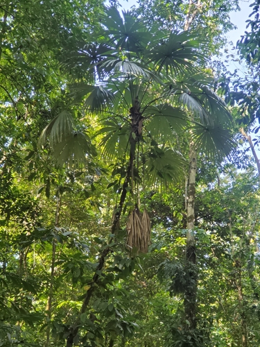 Foto de Ráfia