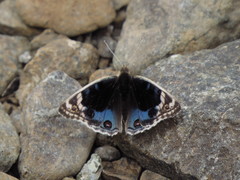 Junonia orithya here