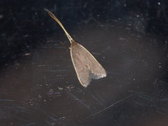 Homaloxestis multidentalis