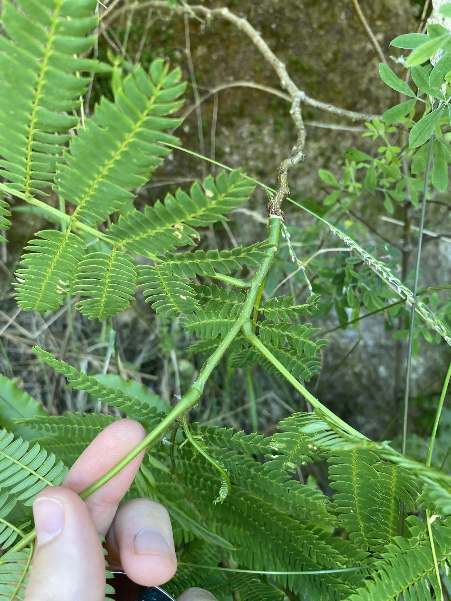 Imagem de Árvore-de-seda