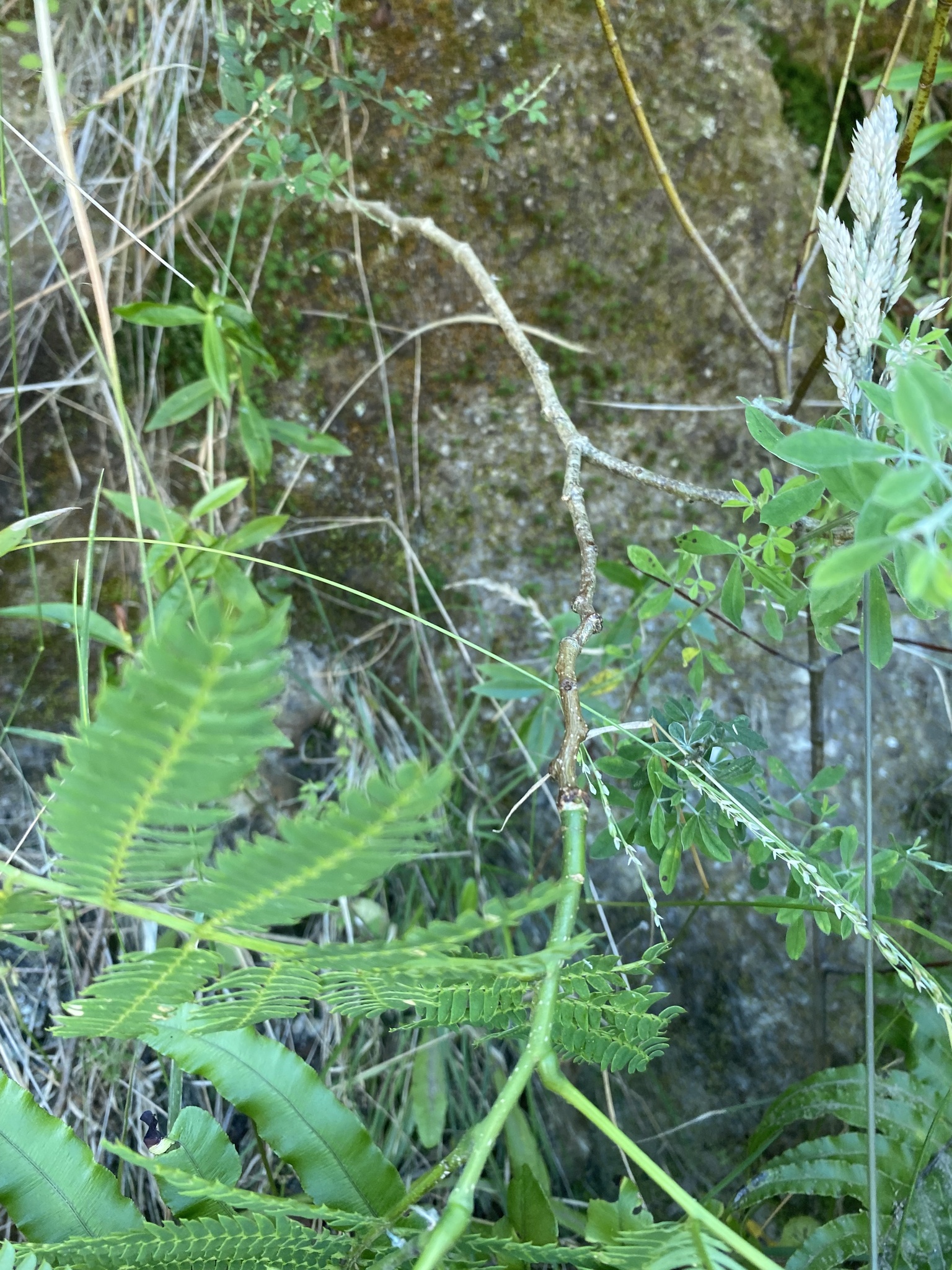 Imagem de Árvore-de-seda
