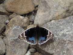 Junonia orithya here