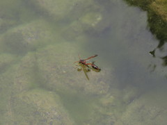 Delta hottentotum elegans