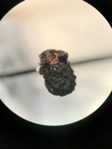Neochlamisus bebbianae