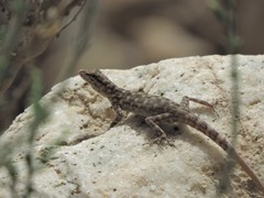 Pristurus celerrimus