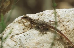 Pristurus celerrimus