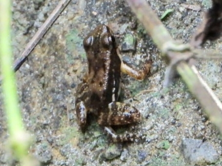 Mannophryne herminae (Boettger, 1893)