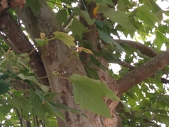 Platanus