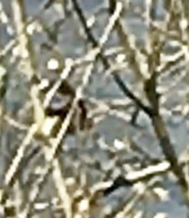 Luscinia svecica