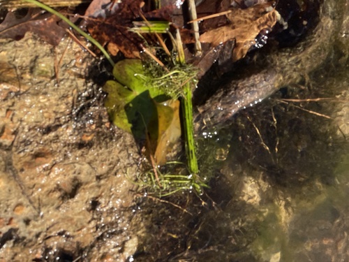 Foto de Planta-espelho