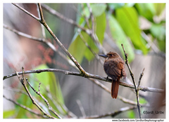 Malacoptila panamensis