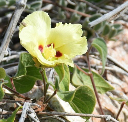 Gossypium klotzschianum, photograph 3
