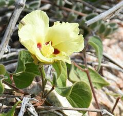 Eric Lamb, CC BY, iNaturalist via GBIF Gossypium klotzschianum, photograph Eric Lamb, CC BY, iNaturalist via GBIF
