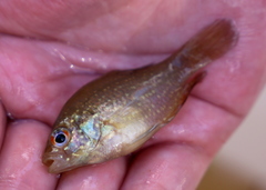 Enneacanthus gloriosus