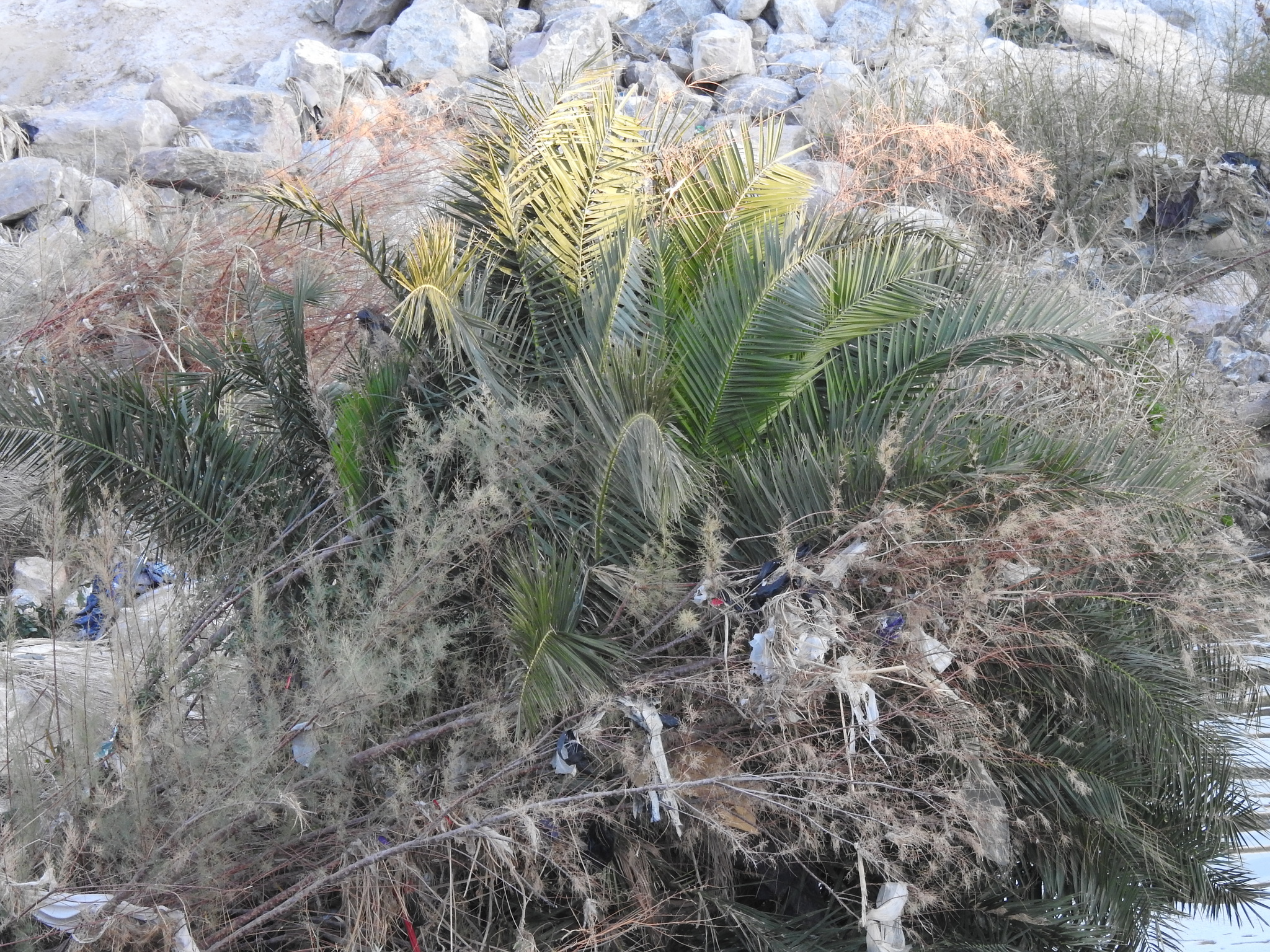 Imagem de Palmeira-das-canárias