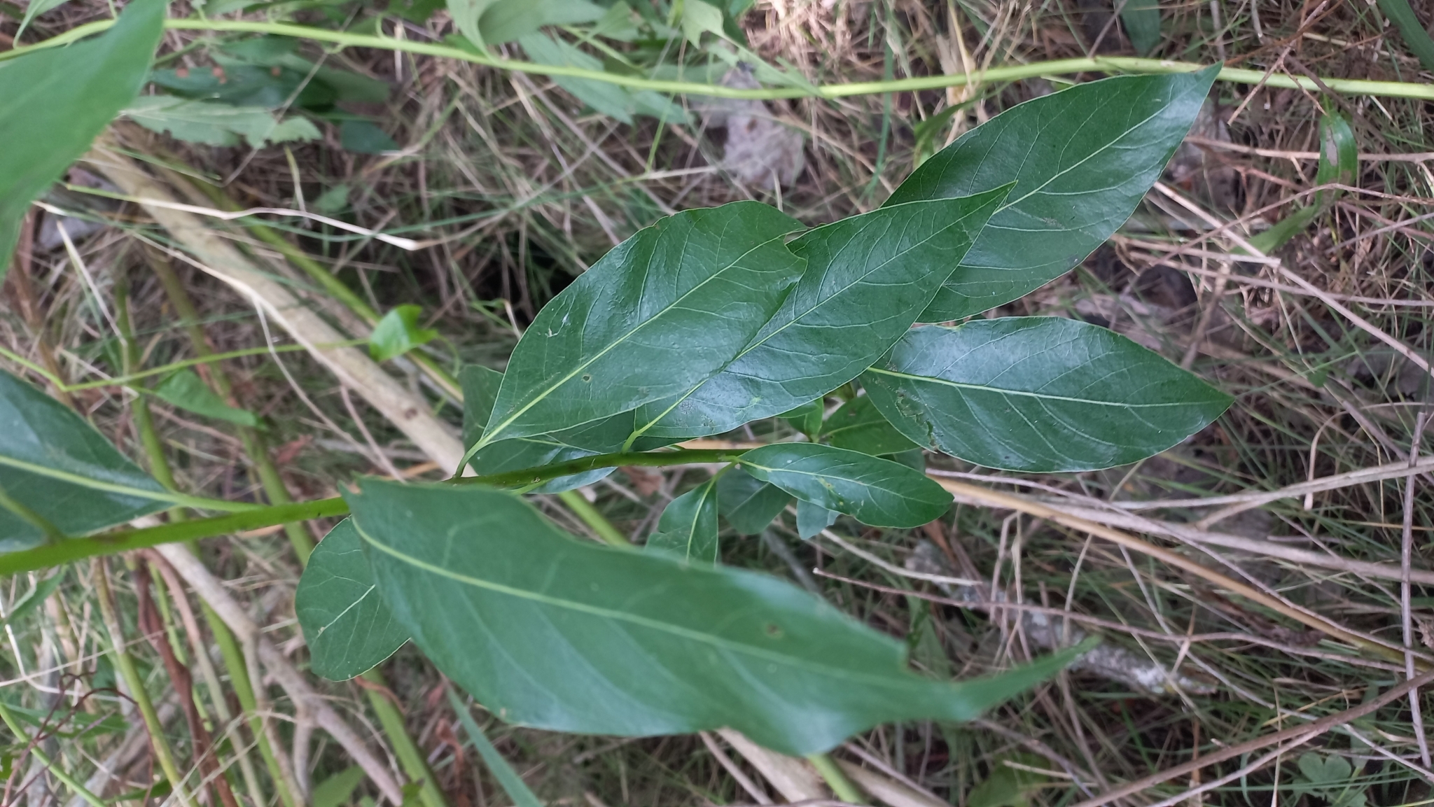 Imagem de Canela-sassafrás