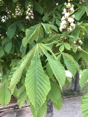 Aesculus hippocastanum