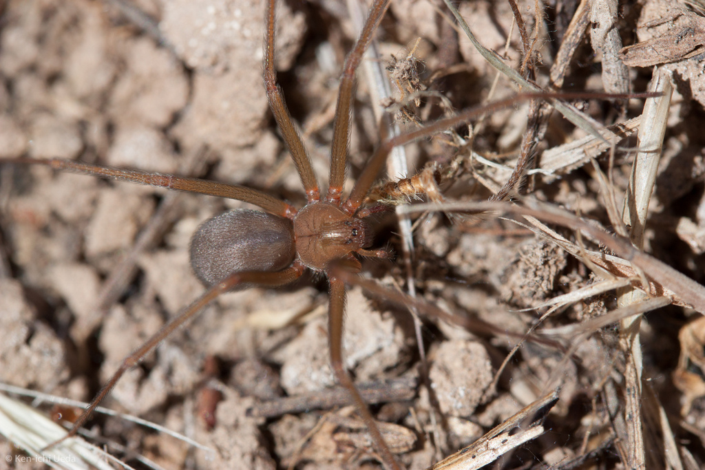 desert recluse