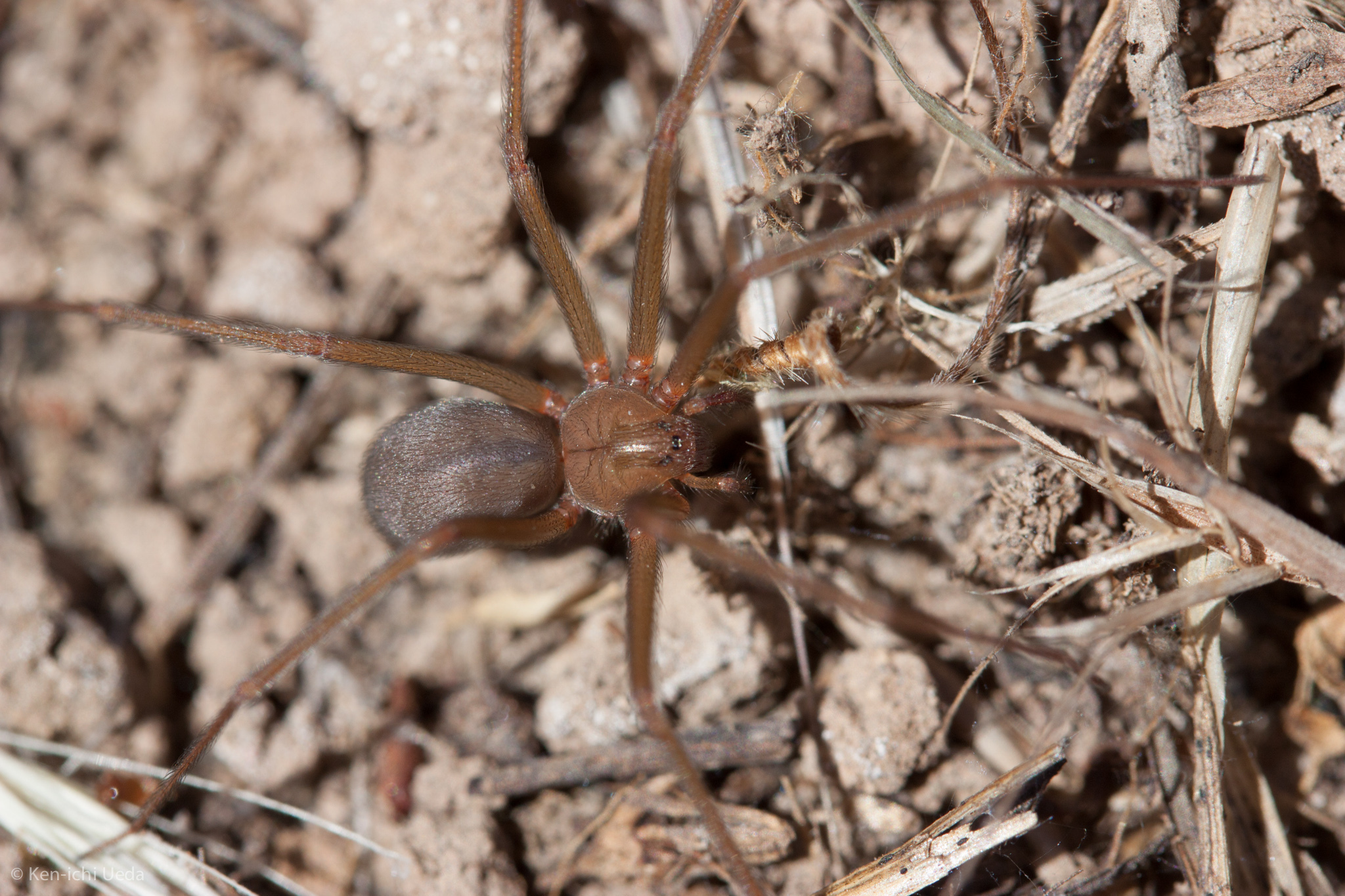 Araña Violinista en su hábitat