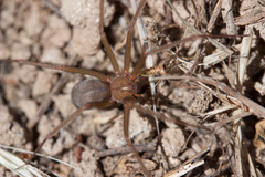 Loxosceles deserta