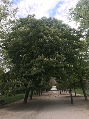 Aesculus hippocastanum