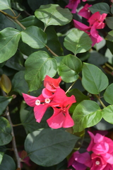 Bougainvillea