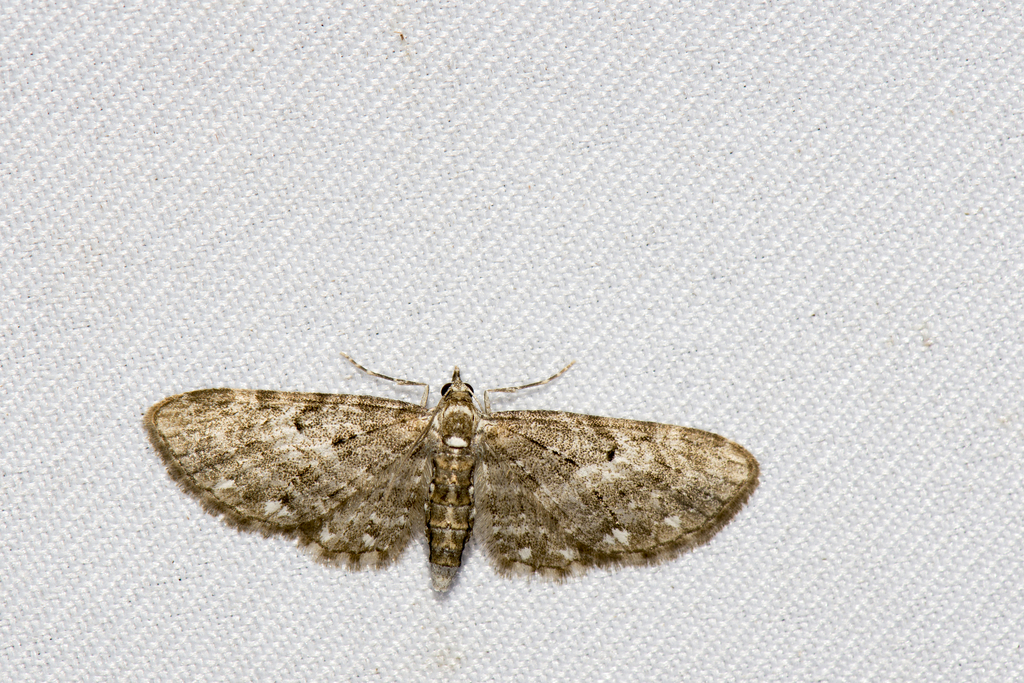 Eupithecia blandula