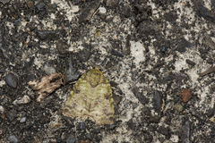 Blenina angulipennis