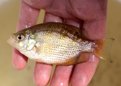 Centrarchus macropterus