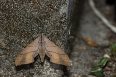 Marumba cristata bukaiana