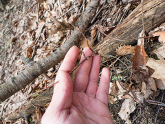 Viburnum acerifolium