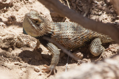 Sceloporus uniformis