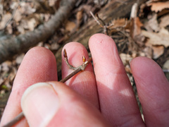 Viburnum acerifolium