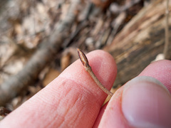 Viburnum acerifolium