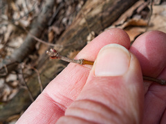 Viburnum acerifolium