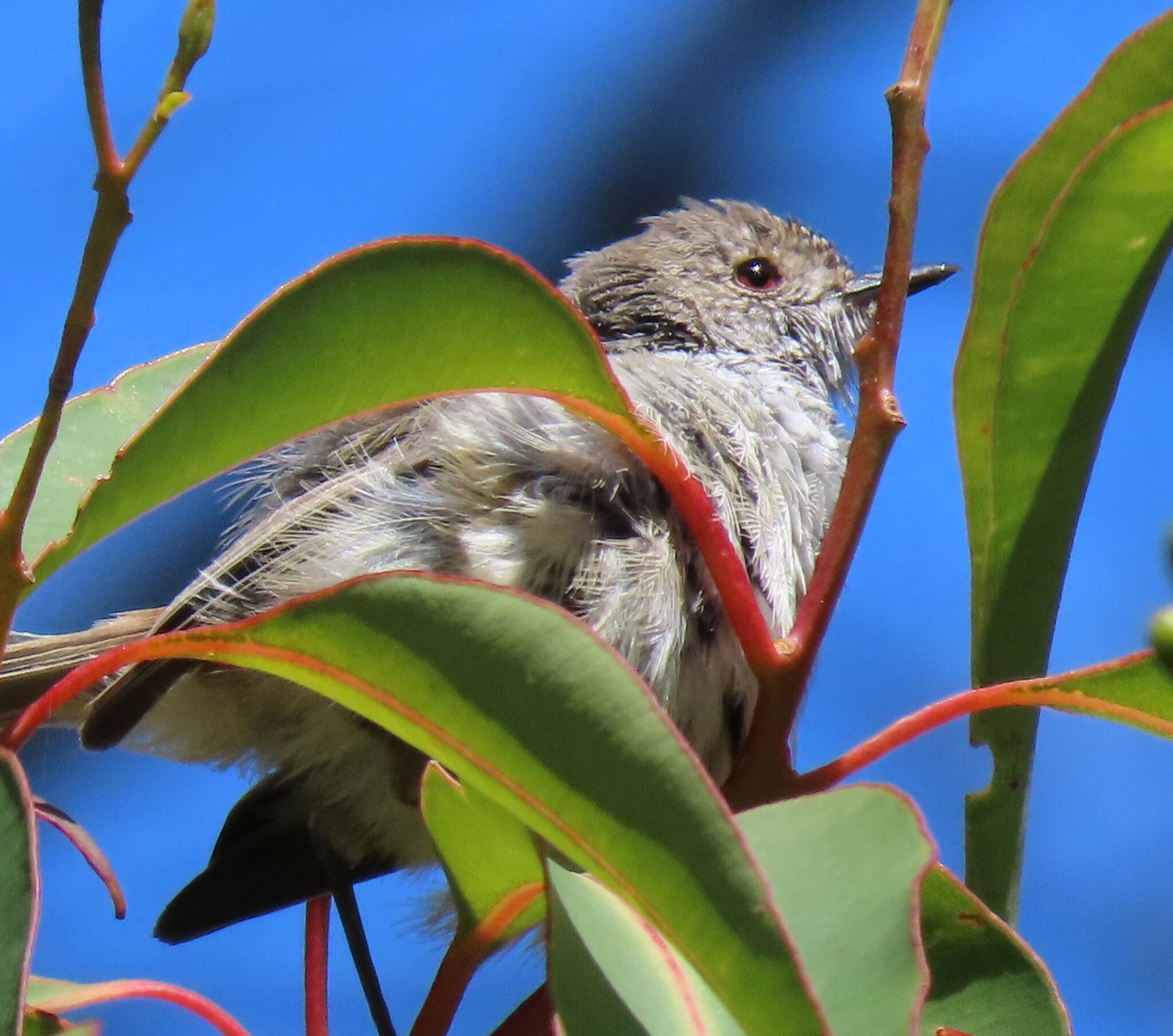 Inland Thornbill illustration