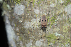 Physopelta quadriguttata