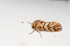 Panolis variegatoides