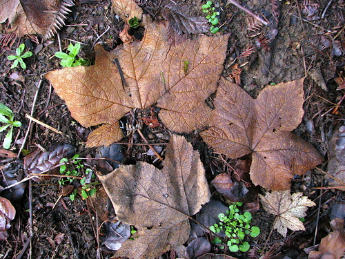Thimbleberry winter