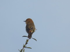 Knipolegus striaticeps