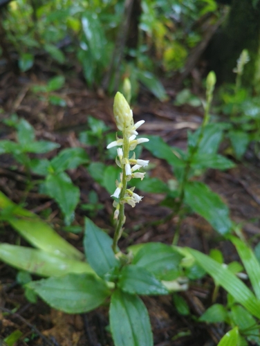 Image of Caribbean False Helmet Orchid (Microchilus plantagineus) by (c) Tom Field, some rights reserved (CC BY)