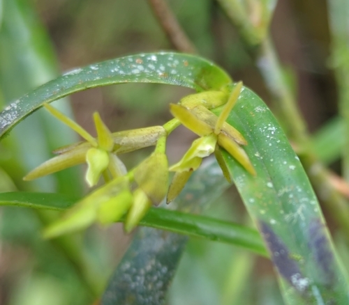 Image of Epidendrum ramosum by (c) Tom Field, some rights reserved (CC BY)