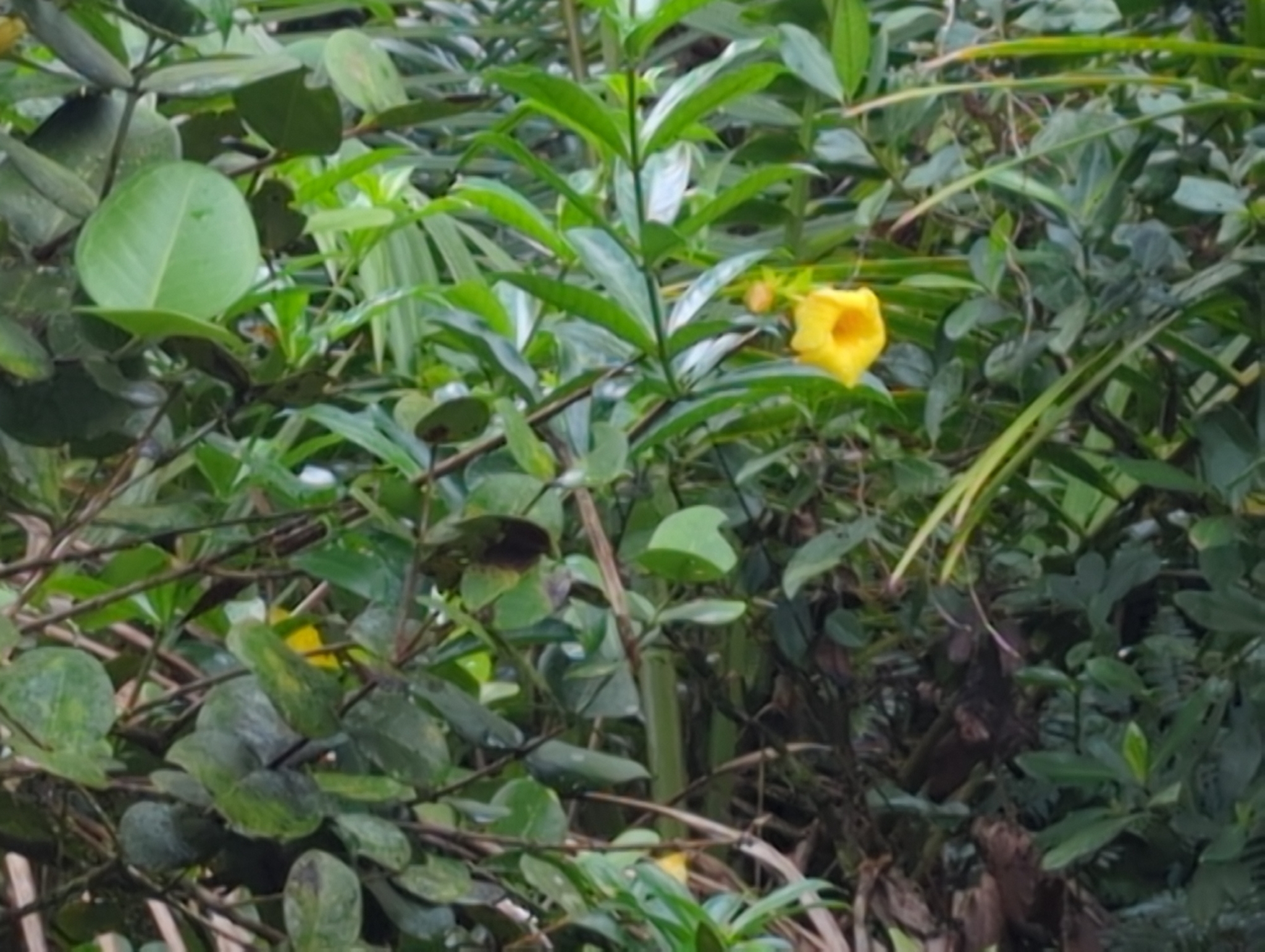 Imagem de Alamanda
