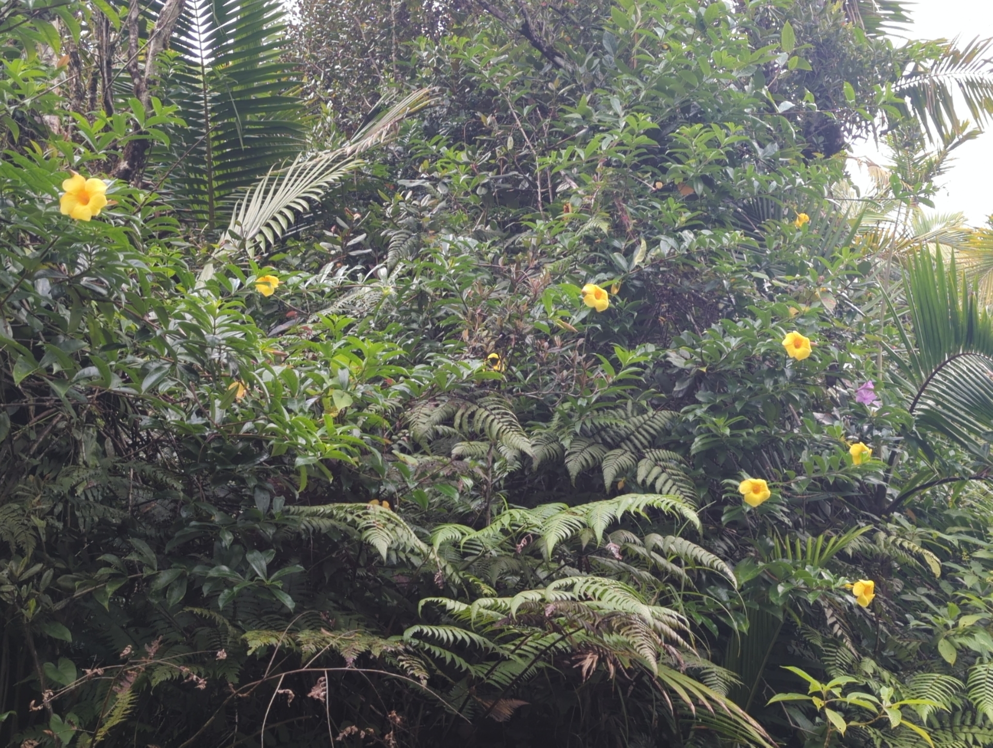 Imagem de Alamanda