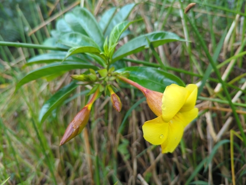 Foto de Alamanda
